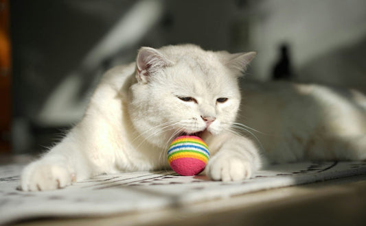 Katzenbälle mit Glocke, Federn oder Katzenminze: Welcher Reiz fesselt Ihre Katze am meisten?