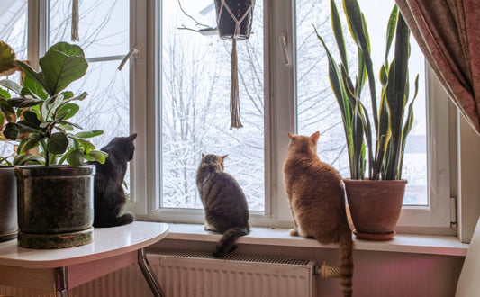 Katzendynamik im Mehrkatzenhaushalt: Wie vertikale Räume für Harmonie sorgen - PAWSOMETIME