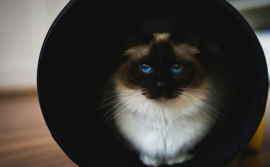 Katzen im Katzentunnel - PAWSOMETIME