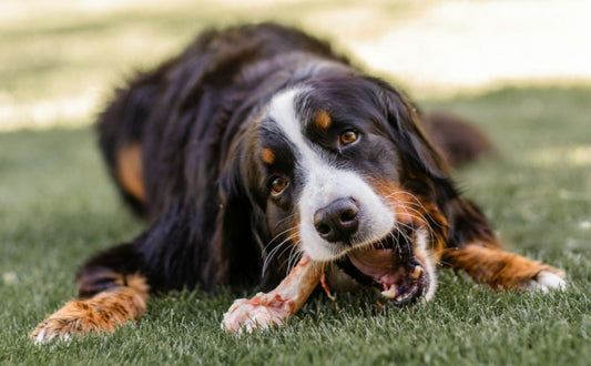 Das Beiß- und Kauverhalten von Hunden - PAWSOMETIME