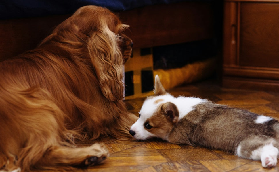 Kauspielzeug für Welpen & Senioren: Der Leitfaden für empfindliche Zähne - PAWSOMETIME