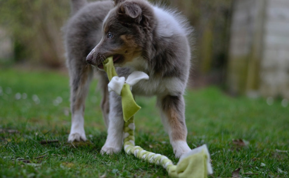 Hund Kauspielzeug - PAWSOMETIME