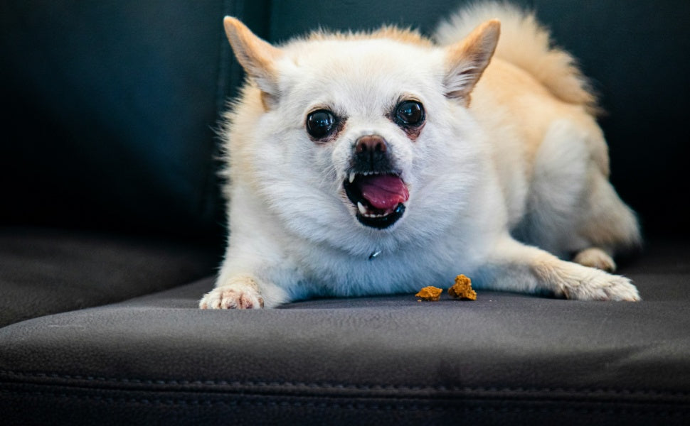 Kauverhalten als Schlüssel zur Zahngesundheit bei Hunden - PAWSOMETIME