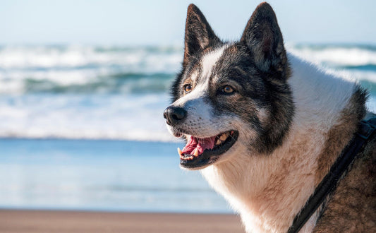 Hundespielzeug - Pawsometime