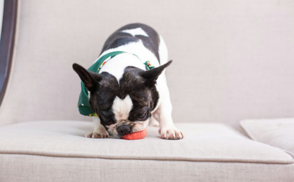 Köpfchenarbeit statt Auslauf: Warum ein Leckerli Ball für Hunde das perfekte mentale Training ist - Pawsometime