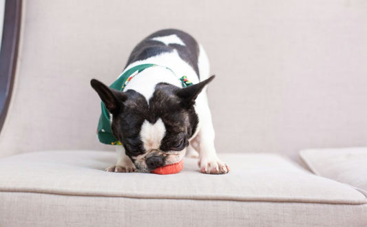 Köpfchenarbeit statt Auslauf: Warum ein Leckerli Ball für Hunde das perfekte mentale Training ist - Pawsometime