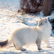 Sibirische Katze - Pawsometime