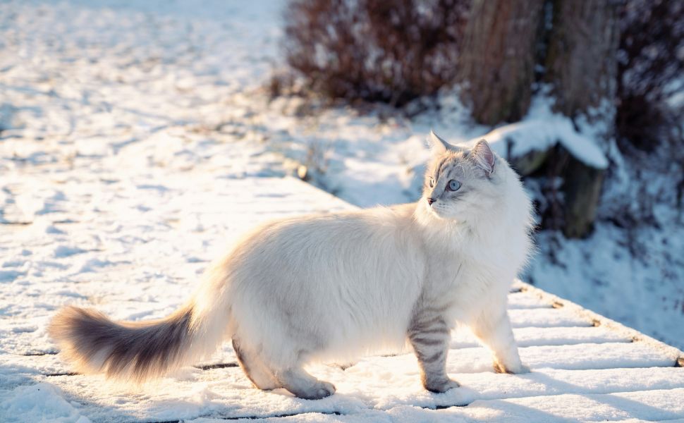 Sibirische Katze - Pawsometime