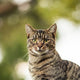 Kratzbaum europaeische Kurzhaarkatze: Tipps für die artgerechte Einrichtung - Pawsometime