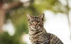 Kratzbaum europaeische Kurzhaarkatze: Tipps für die artgerechte Einrichtung - Pawsometime