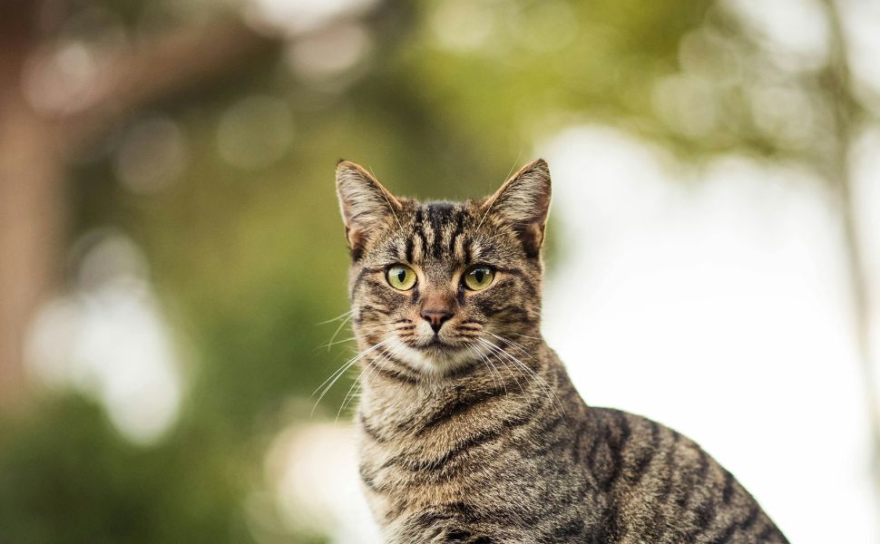 Kratzbaum europaeische Kurzhaarkatze: Tipps für die artgerechte Einrichtung - Pawsometime