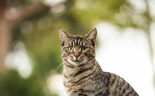 Kratzbaum europaeische Kurzhaarkatze: Tipps für die artgerechte Einrichtung - Pawsometime