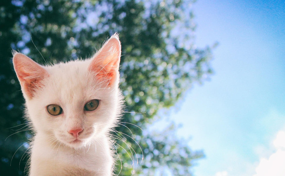 eck kratzbaum - Pawsometime