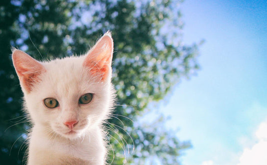 eck kratzbaum - Pawsometime