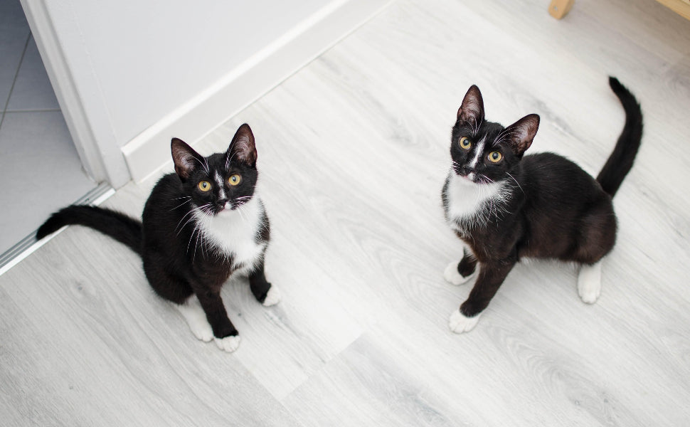 Zwei Katzen - Pawsometime