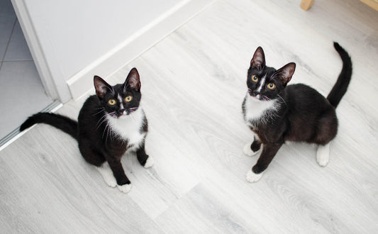 Zwei Katzen - Pawsometime