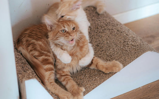 Die Katze und das Kratzbrett - PAWSOMETIME