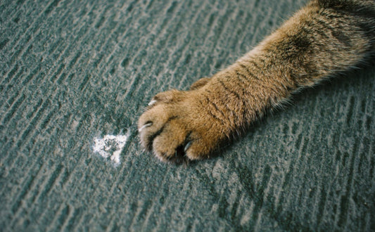 Kratzmöbel vs. Kratzbaum: Die optimale Lösung für jede Katze und Wohnsituation - PAWSOMETIME