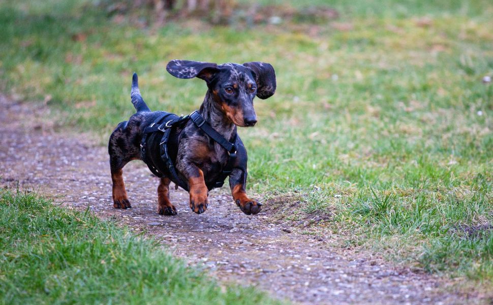Kurze Beine = kurze Runden? Wie viel auslauf braucht ein dackel wirklich? - Pawsometime