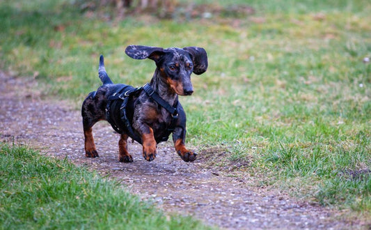 Kurze Beine = kurze Runden? Wie viel auslauf braucht ein dackel wirklich? - Pawsometime