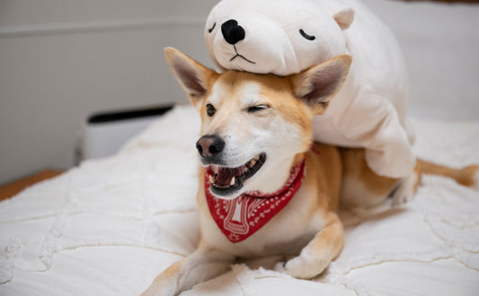 Kuscheltier für den Hund -  PAWSOMETIME