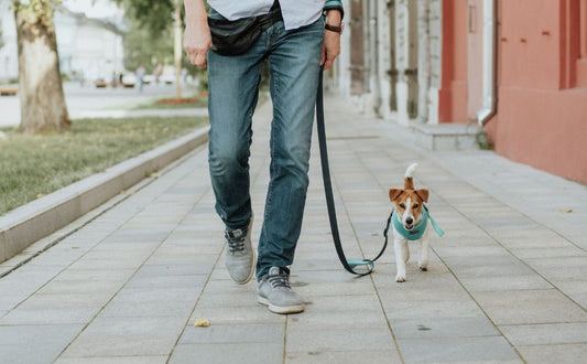 Spaziergang mit dem Welpen - Pawsometime