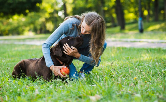 Lernpsychologie beim Spielen: So bauen Sie Komplexität richtig auf und machen Ihren Hund zum Musterschüler - PAWSOMETIME