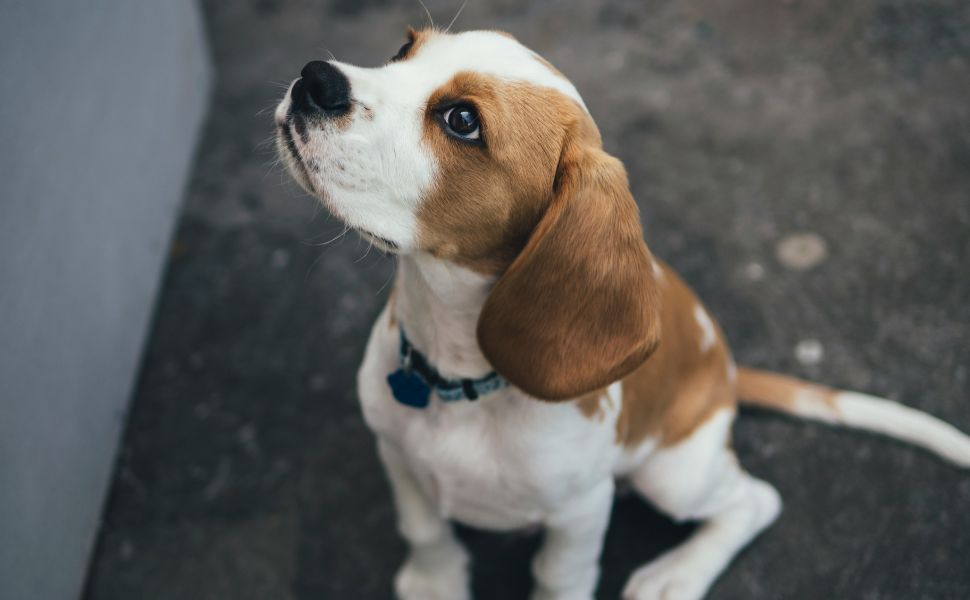 Hundetraining - Pawsometime