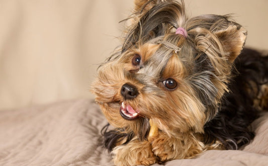 kleine Hunde - PAWSOMETIME