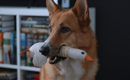 Mehr als nur Spielzeug: Warum manche Hunde Trost in Objekten finden -  PAWSOMETIME