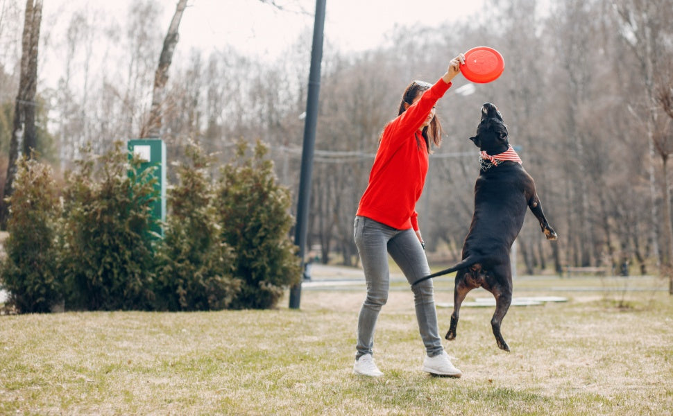 Mehr als nur Werfen: Die interaktive Hundefrisbee zur mentalen Auslastung Ihres Hundes -  PAWSOMETIME