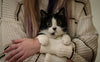Das Zusammenleben mit Katzen - Pawsometime