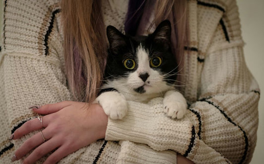 Das Zusammenleben mit Katzen - Pawsometime