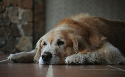 Mentale Auslastung für ältere Hunde richtig anpassen - PAWSOMETIME
