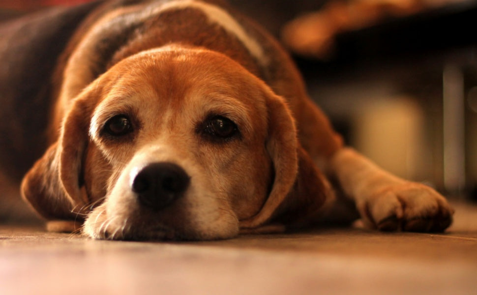 Langeweilige Hunde - PAWSOMETIME