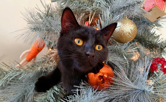 katzenangel - Pawsometime