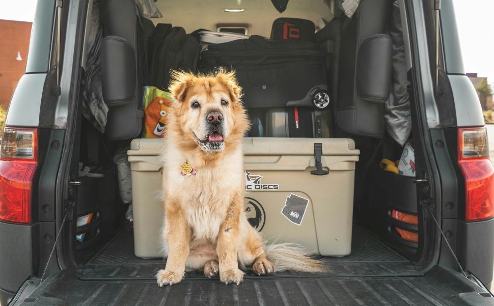 Tierhotel für Hund - Pawsometime