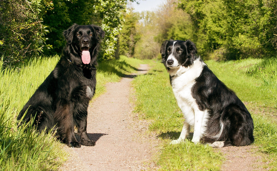 Mit Hund im Urlaub: Mögliche Probleme und Lösungen