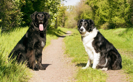 kuscheltier für hunde - Pawsometime