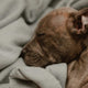 Der schlafende Hund - Pawsometime