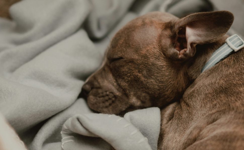 Der schlafende Hund - Pawsometime