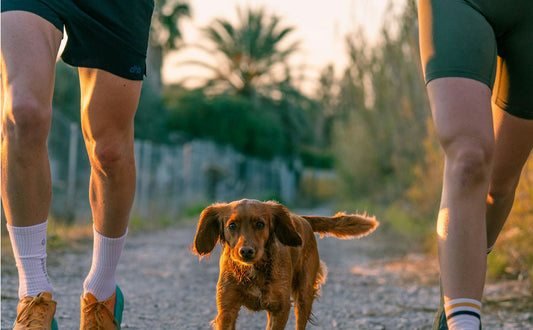 Hundefrisbee - Pawsometime