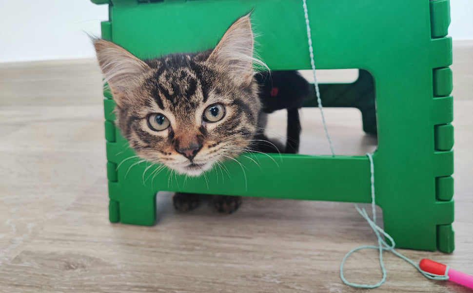 Katzenbaum - Pawsometime