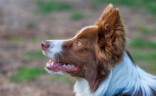 Maulgeruch beim Hund - Pawsometime