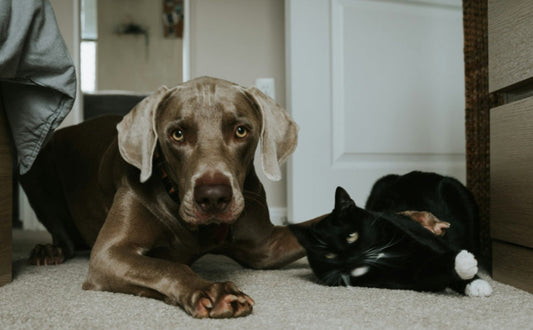 Nase vorn oder Adlerauge? Wie Hunde und Katzen die Welt wirklich erleben -  PAWSOMETIME