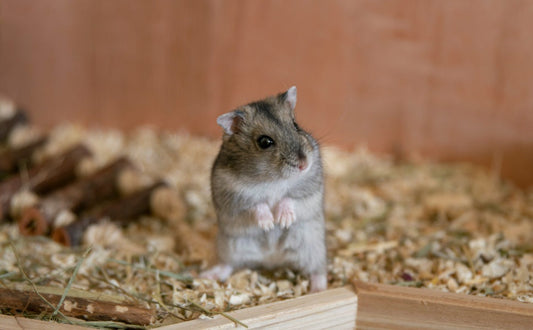Hamster  - Pawsometime