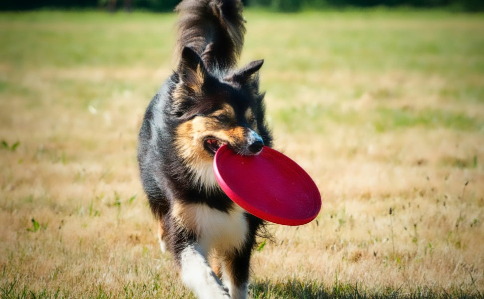 Hundefrisbee - PAWSOMETIME