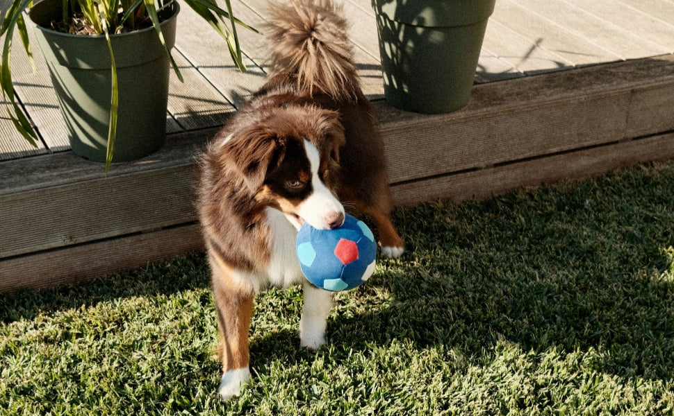 Quietschbälle vs. leuchtende Bälle: Welcher Hundeball passt am besten zum Spielstil Ihres Hundes? - PAWSOMETIME