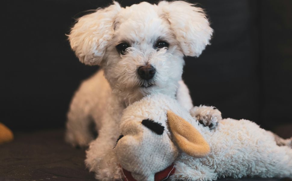 Kuscheltier für Hund - PAWSOMETIME