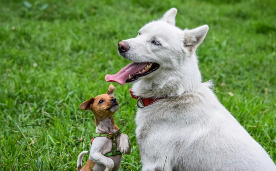 Hunde -  PAWSOMETIME